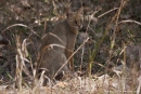 Rohrkatze (Felis chaus), jungle cat - Kanha National Park