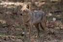 Goldschakal (Canis aureus), Jackal