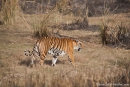 Bengaltiger (Panthera tigris tigris), Bengal tigress female