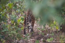 Unser erster Tiger - und schon verschwindet er wieder im Dickicht des Dschungels