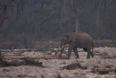 Ein einsamer Elefantenbulle wandert durch das Flussbett