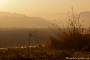 Sonnenaufgang im Park - Corbett National Park