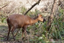 Vierhornantilope (Tetracerus quadricornis), Four-horned Antelope