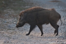 Wildschwein (Sus scrofa), Wild Pig