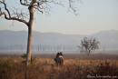 Morgens auf dem Rücken eines Elefanten - Corbett National Park