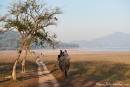 Auf dem Rücken eines Elefanten sieht die Welt noch einmal ganz anders aus - Corbett National Park