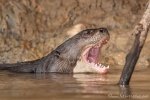 Riesenotter (Pteronura brasiliensis), Giant Otter