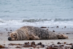 Ich bin total platt! Kegelrobbe (Halichoerus grypus) auf Helgoland