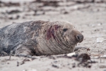 Kegelrobbenbulle (Halichoerus grypus) nach einer kleinen Auseinandersetzung