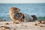 Cool - Seehund (Phoca vitulina)