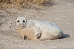 Kegelrobbe (Halichoerus grypus)