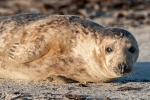 Seehund auf der Helgoländer Düne