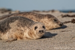 Seehunde (Phoca vitulina) auf der Helgoländer Düne