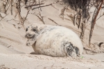 Junge Kegelrobbe (Halichoerus grypus) sucht Schutz in den Dünen