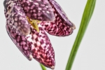 Schachblume (Fritillaria meleagris), auch Schachbrettblume oder Kiebitzei genannt