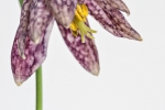 Schachblume (Fritillaria meleagris), auch Schachbrettblume oder Kiebitzei genannt