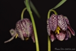 Schachblume (Fritillaria meleagris)