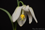 Schachblume (Fritillaria meleagris)