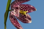 Schachblume (Fritillaria meleagris)