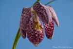 Schachblume (Fritillaria meleagris)