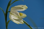 Schachblume (Fritillaria meleagris)