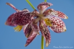 Schachblume (Fritillaria meleagris)