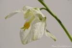 Schachblume (Fritillaria meleagris)