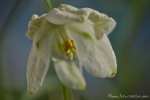 Schachblume (Fritillaria meleagris)