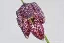 Schachblume (Fritillaria meleagris), auch Schachbrettblume oder Kiebitzei genannt