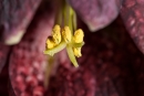 Schachblume (Fritillaria meleagris)