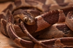 Riesennatter (Imantodes cenchoa), Common Blunthead Tree Snake