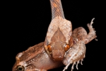 Gebänderte Katzenaugennatter mit einem Pfeiffrosch (Leptodeira ornata and Leptodactylus melanonotus), Northern cat-eyed snake and Black Jungle Frogs