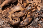 Gebänderte Katzenaugen-Schlange (Leptodeira annulata), Banded Cat-eyed snake