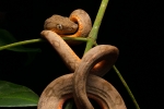 Junge Amazonas- bzw. Garten-Boa (Corallus hortulanus)