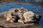 Verschlafen den Sommer - die Schlittenhunde von Ilulissat