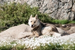 Schlittenhund in Ilulissat