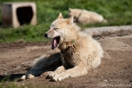 Verschlafen den Sommer - die Schlittenhunde von Ilulissat