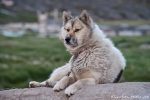 Schlittenhund in Ilulissat