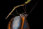 Glasflügel-Schmetterling, Glasswing butterfly