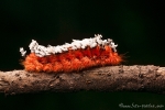 Prothysana felderi, Shag-carpet caterpillar