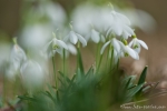 Schneeglöckchen (Galanthus)