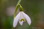 Schneeglöckchen (Galanthus)