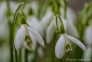 Schneeglöckchen (Galanthus)