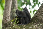 Indonesien - Insel Sulawesi - Tangkoko Batuangus NR