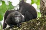 Indonesien - Insel Sulawesi - Tangkoko Batuangus NR