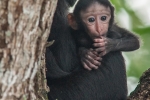 Indonesien - Insel Sulawesi - Tangkoko Batuangus NR