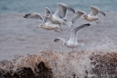 Silbermöwen (Larus argentatus)