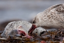 Heringsmöwe (Larus fuscus) an einem toten Robbenbaby