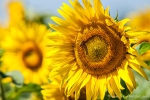 Sonnenblumen