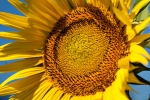 Sonnenblumen